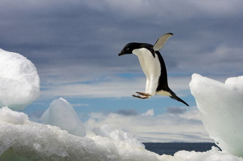 пингвин в прыжке