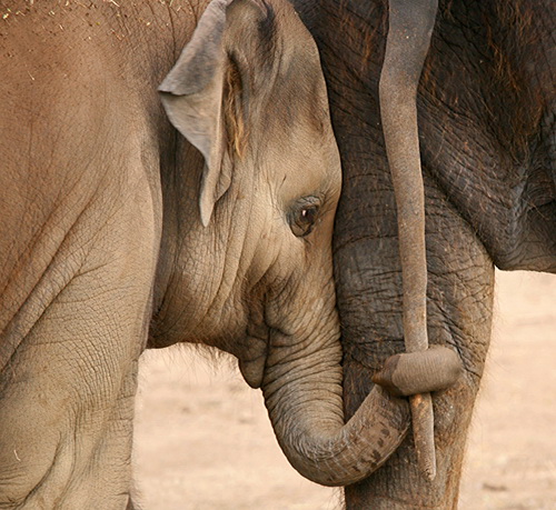 слоненок со слонихой
