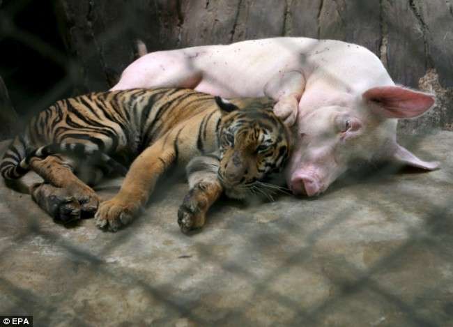 свинья стала молочной матерью тигру