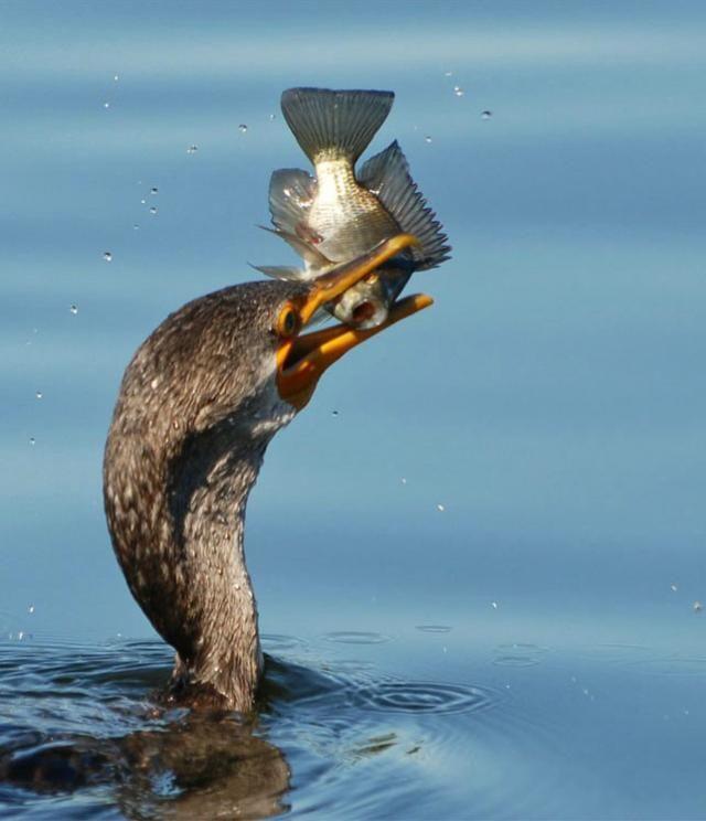птица поймала рыбу
