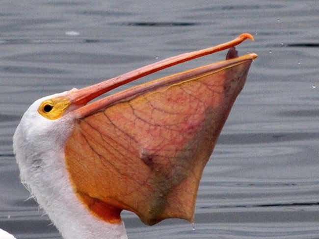 пеликан поймала рыбу