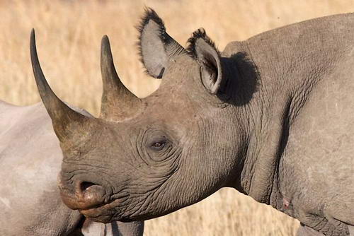 животные, носорог