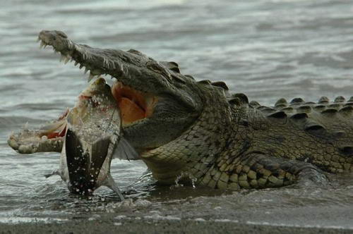 крокодил поймал рыбу
