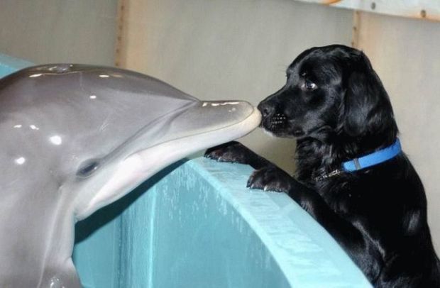 дельфин и собака