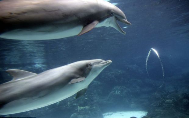 Представление дельфинов. Дельфины достают цепочку.