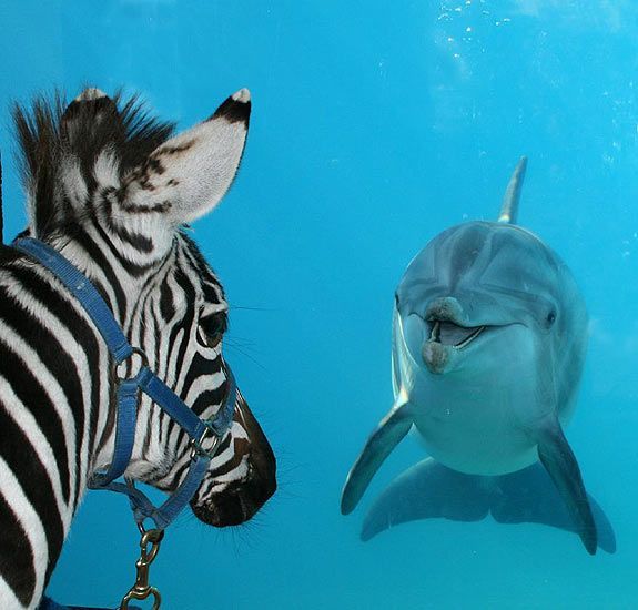 дельфин и зебра. Общение между животными.
