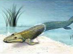 Тиктаалик — рыба с ластами и плоской головой