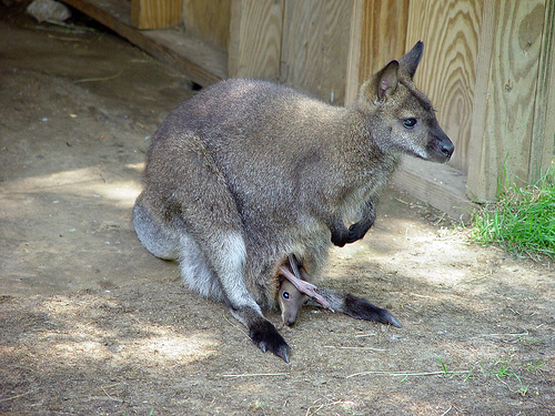 кенгуру с детенышем в сумке