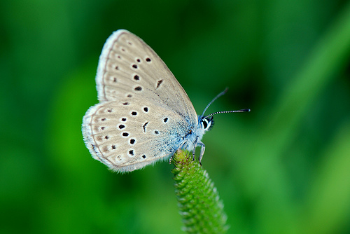 бабочка голубянка, Maculinea rebeli
