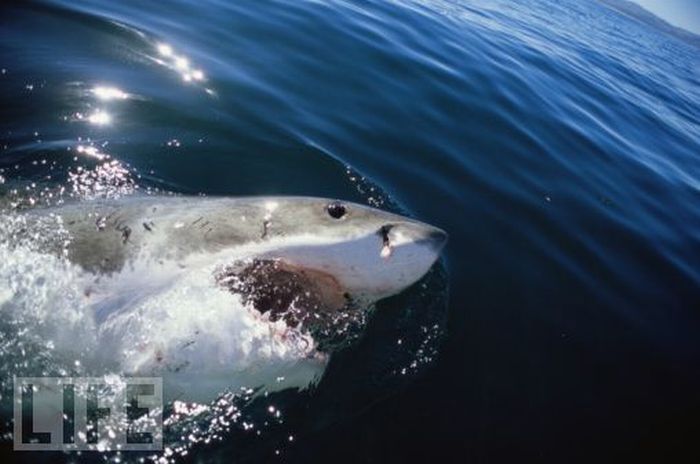 Для человека акулы – это олицетворение мощи, величины, силы, угрозы, дикости и ярости.
