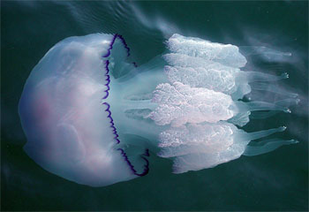 Медуза корнерот (Rhizostoma pulmo). Ее легко отличить по мясистому, похожему на колокол, куполу и тяжелой бороде ротовых лопастей под ним.