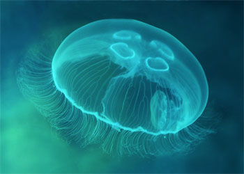 черноморская медуза - аурелия (Aurelia aurita)