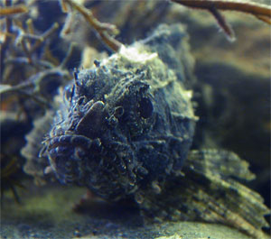 В Чёрном море водится два вида скорпен -  скорпена заметная Scorpaena notata, она не больше 15 сантиметров в длину, и  черноморская скорпена Scorpaena porcus 