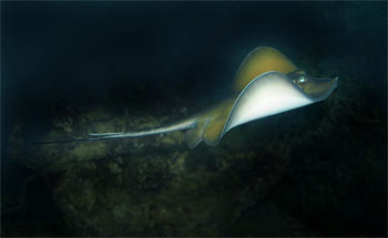В Чёрном море живут  скат морская лиса   Raja clavata  - крупный, бывает до полутора метров от кончика носа до кончика хвоста