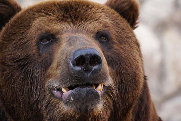 Маленькие прищуренные глазки, неподвижные уши, гладкий нос — понять, «улыбается» медведь или готовится к атаке невозможно. 
