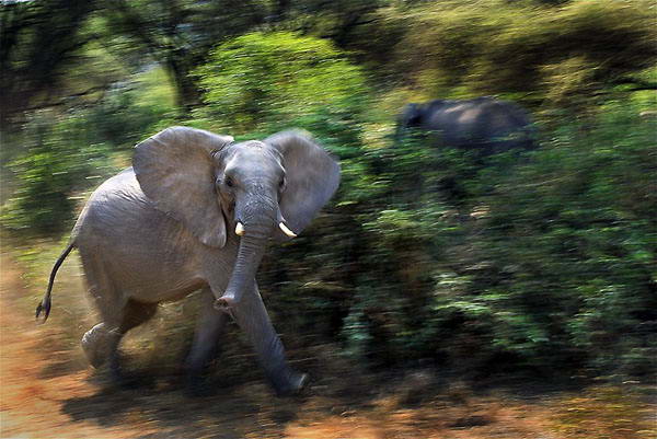Этот молодой африканский слон при виде фотографов решил их попугать и бросился к автомобилю. Однако метров за пять передумал и вернулся обратно. 