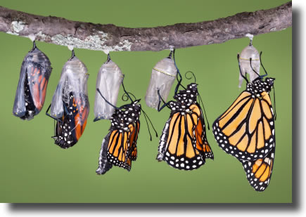 На этой фотографии показаны стадий метаморфоз, которую бабочка монарх проходит когда выбирается из ее куколки.