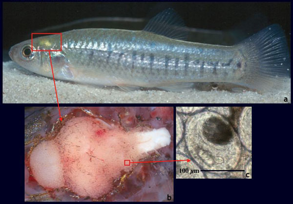 Когда рыба съедает зараженную улитку, паразит перемещается по ее нервной системе в мозг, где начинает «шалить».