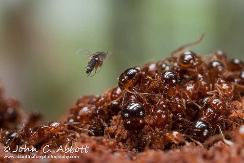 когда первая крохотная мушка выбирается из яйца внутри муравья, она перемещается в голову муравья