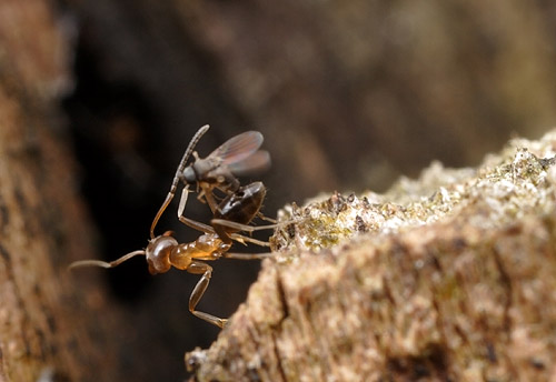 При этом муравей превращается в настоящего зомби, бесцельно двигаясь неделю или две, после чего его голова просто отваливается, а находящаяся в ней муха выбирается наружу.