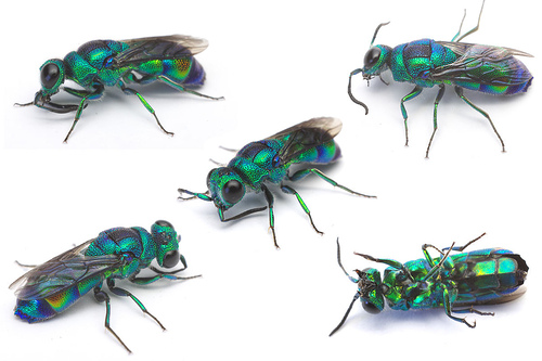 Когда самка осы вида птеромалиды (jewel wasp) готова отложить яйца, она находит обыкновенного таракана