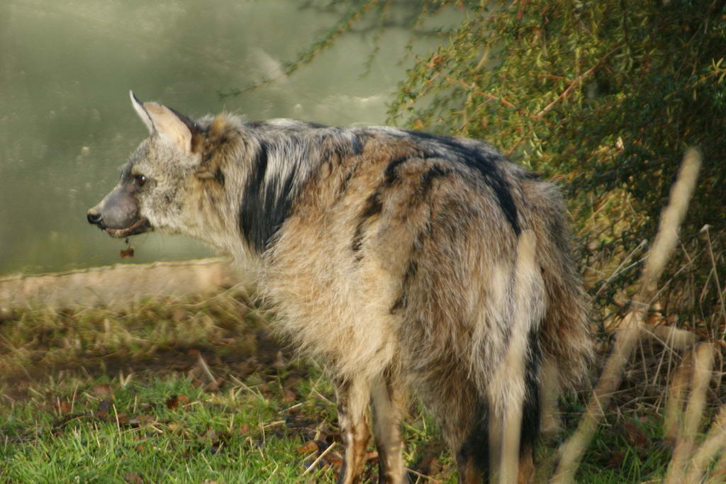 Весит земляной волк в среднем примерно 8-12 кг. Длина черепа составляет около 13,5 см. 