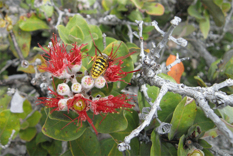 Оса собирает нектар с цветка каркаса