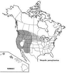 Ореол обитания <i>Vespula pensylvanica</i>. Вопреки названию осы распространены на территории нескольких штатов США, в Мексике и Канаде (иллюстрация с сайта discoverlife.org).