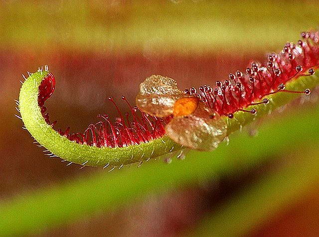 Одна из самых красивых росянок — капская росянка (Drosera capensis).