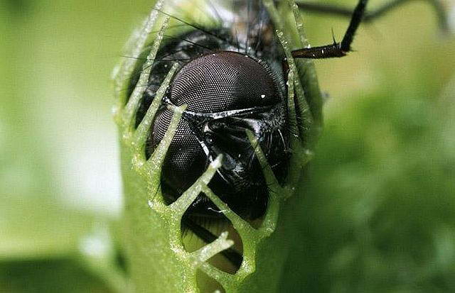 Венерина мухоловка привлекает насекомых нектаром, который выделяют железы, расположенные по краям ловушки