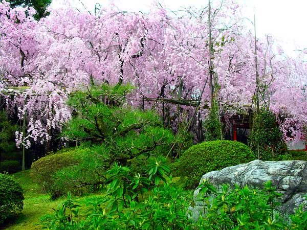 Сакуры в открытом грунте у нас не зимуют, но их - увы, лишь отчасти! - могут заменить декоративные формы яблони, сливы и груши