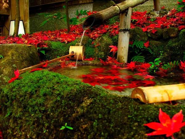 Мох, которым покрыта почва в японских садах, требует к себе немало внимания,