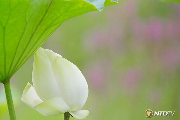 На Востоке цветок лотоса - священный. Он олицетворяет непорочность, совершенство, изящество и стремление вверх к солнцу, к духовной чистоте.