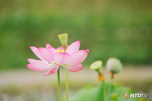 На Востоке цветок лотоса - священный. Он олицетворяет непорочность, совершенство, изящество и стремление вверх к солнцу, к духовной чистоте.