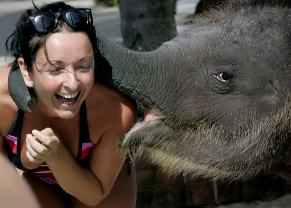 Мена, годовалая слониха, обнимает туристку у отеля в Пхукете, южный Таиланд.