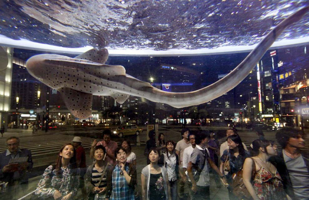 Посетители смотрят на акулу в аквариуме, Токио, Япония.