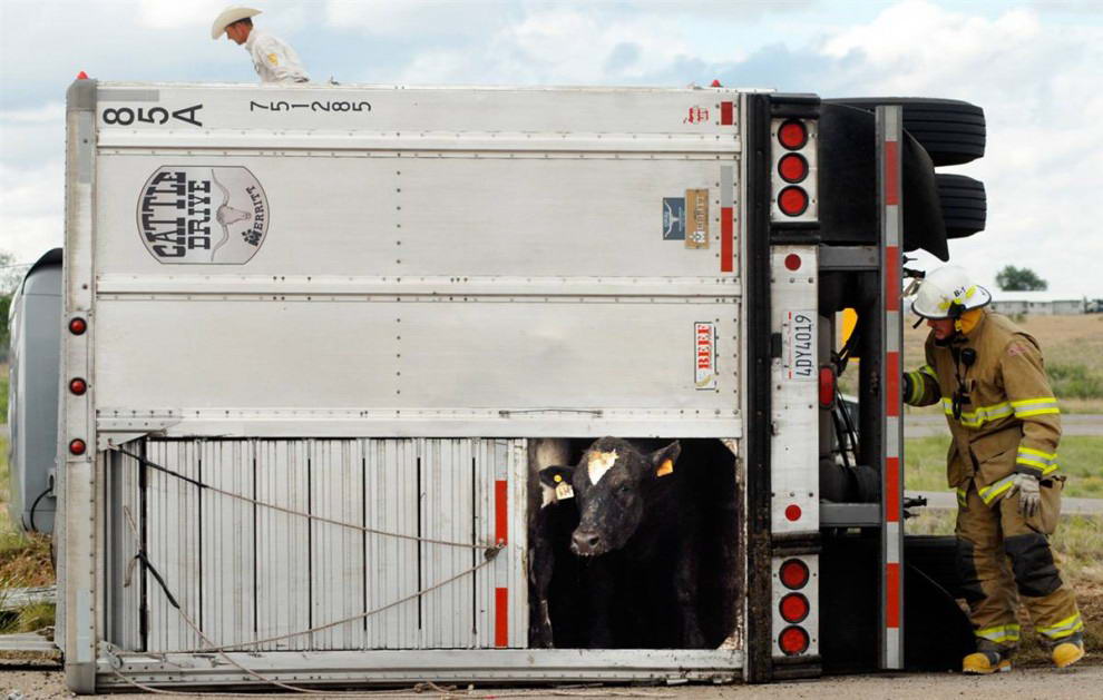 Пожарник пытается выманить перепуганную корову из грузовика, перевернувшегося на дороге в городе Розвелл Нью-Мехико.