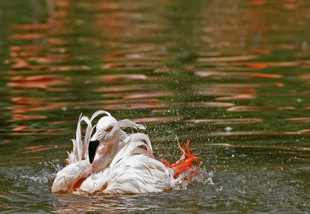 Фламинго охлаждается в пруду в зоопарке Праги.