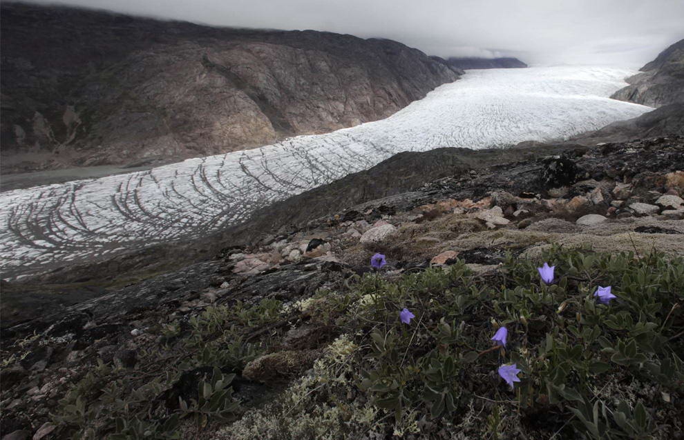 Полевые цветы растут на холме, выходящем на ледник Нарсарсуак в южной Гренландии 25 июля 2009 года. (REUTERS/Bob Strong)