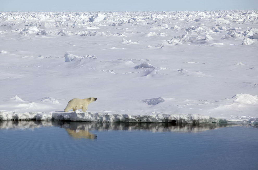 Полярный медведь идет вдоль ледяного берега канала Робесон между Гренландией и Канадой 29 июня 2009 года. Члены Гринпис и ведущие климатологи прибыли в Гренландию на 3 месяца на своем ледоколе «арктический рассвет», чтобы собрать необходимые данные по изменению климата для саммита, который состоится в Копенгагене в декабре 2009 года. (REUTERS/Nick Cobbing/Greenpeace)