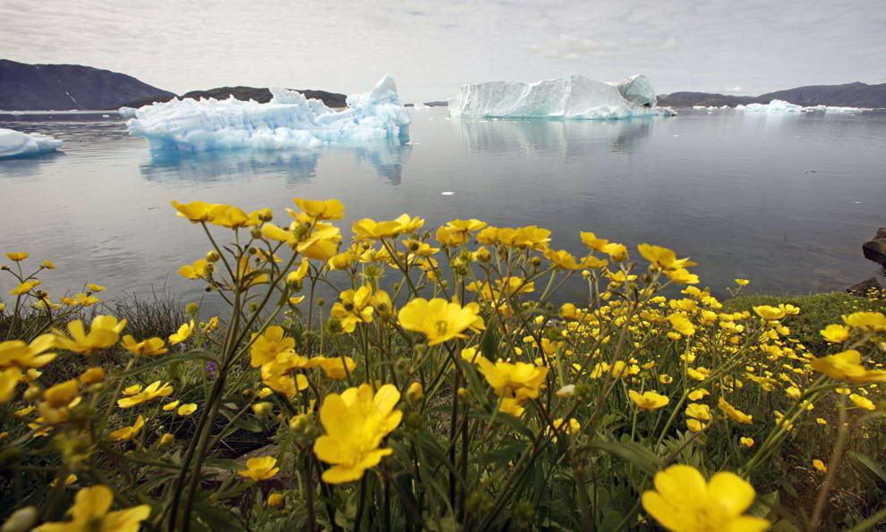 Дикие цветы на холме над заполненным айсбергами фьордом недалеко от южного гренландского города Нарсак 27 июля 2009 года. (REUTERS/Bob Strong)