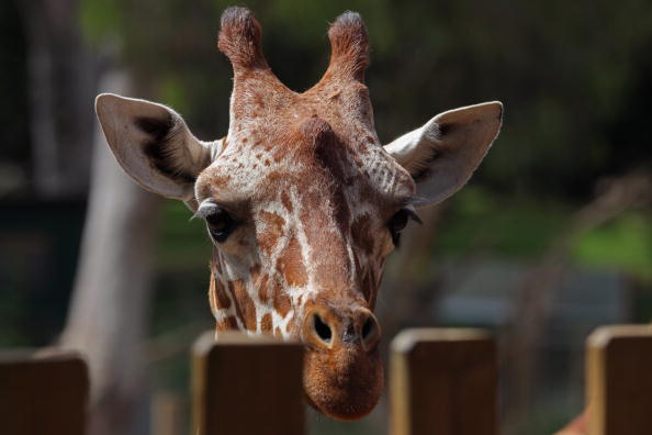 В израильском сафари-парке самка жирафа Дениза родила детеныша.