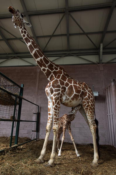 В израильском сафари-парке самка жирафа Дениза родила детеныша.
