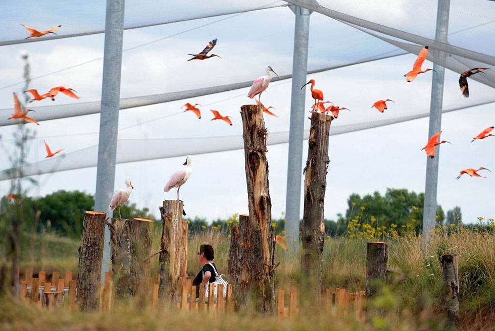 Ибисы летают вокруг клетки в парке Зоолоджик в центральной Франции 9 июля. (Frank Perry/AFP /Getty Images)