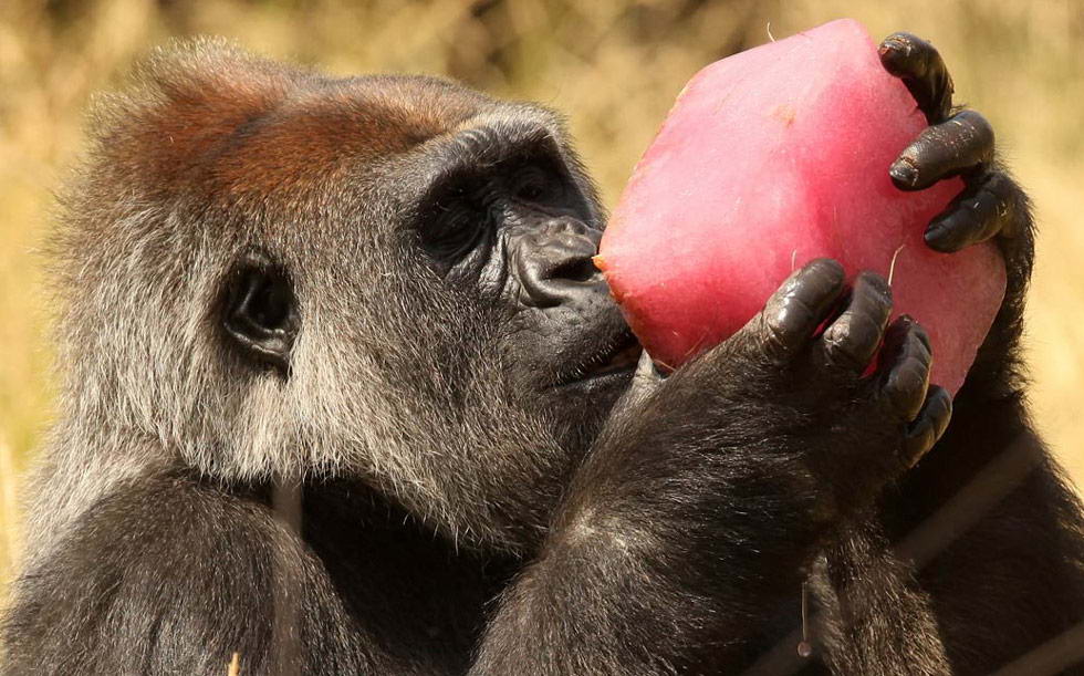 Эффи, самка гориллы, охлаждается с кусочком фруктового льда в загоне в Лондонском зоопарке 2 июля. (Oli Scarff/Getty Images)