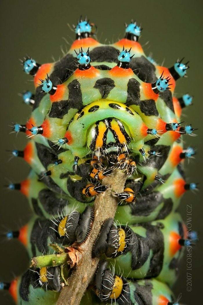 Макроснимки животных и насекомых