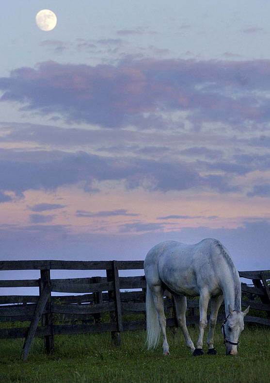 Конь щиплет траву на фоне восходящей луны в поле Блумсбурга после грозы, которая прошлась в этом регионе на закате 16 июня 2008 года. (Jimmy May, Bloomsburg Press Enterprise/ AP)