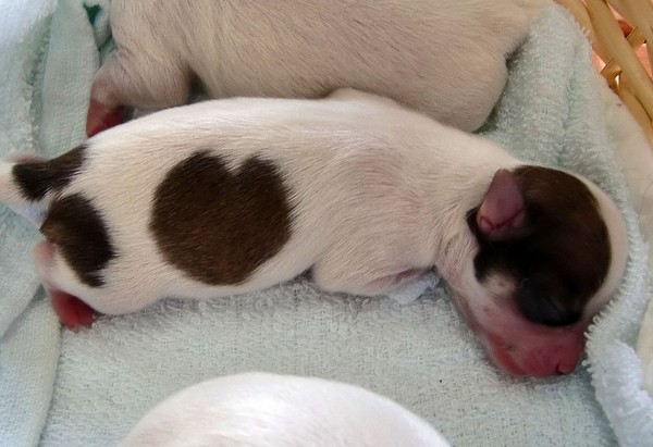 родился щенок чихуахуа "Ай-июнь", у него как и у его мамы, на спине есть пятно в форме сердца.