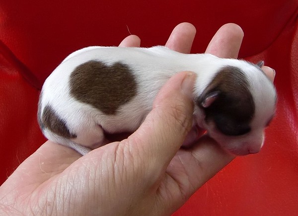 родился щенок чихуахуа "Ай-июнь", у него как и у его мамы, на спине есть пятно в форме сердца.
