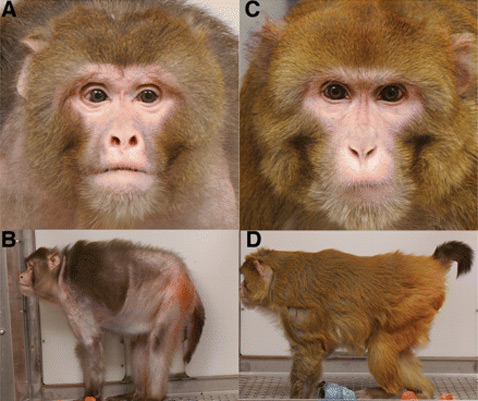 Так выглядят престарелые животные: A и B – из контрольной группы, C и D – из группы с ограниченным рационом питания (фото Science).
